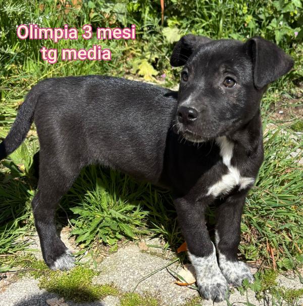 TENERI CUCCIOLI DA ADOTTARE  Foto 5