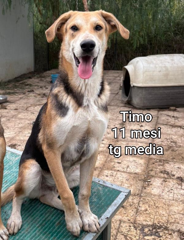 TENERI CUCCIOLI DA ADOTTARE  Foto 7