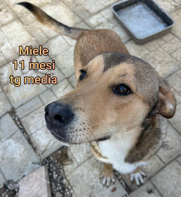 TENERI CUCCIOLI DA ADOTTARE  Foto 8