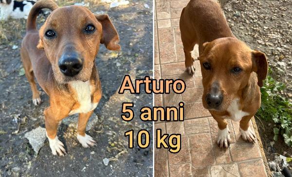 S.o.s. Piccoli Cagnolini 