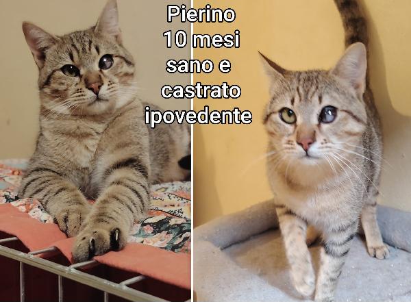 ADORABILI GATTINI IN CERCA DI CASA Foto 2