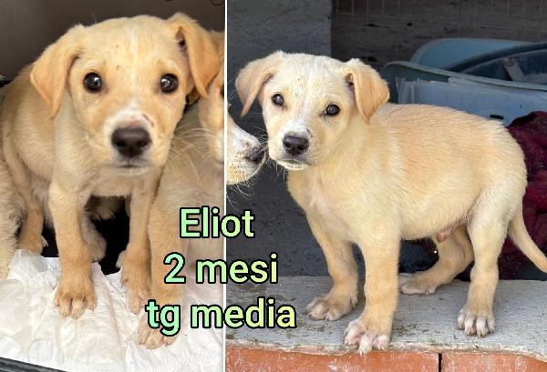 ADOZIONI CUCCIOLI DOLCISSIMI Foto 2