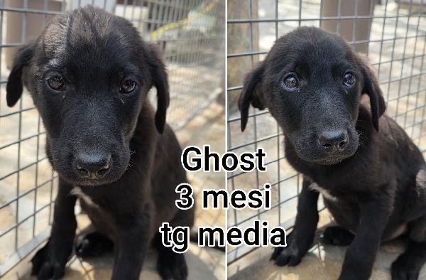 ADOZIONI CUCCIOLI DOLCISSIMI Foto 3