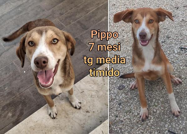 ADOZIONI CUCCIOLI DOLCISSIMI Foto 4