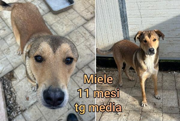 ADOZIONI CUCCIOLI DOLCISSIMI Foto 6