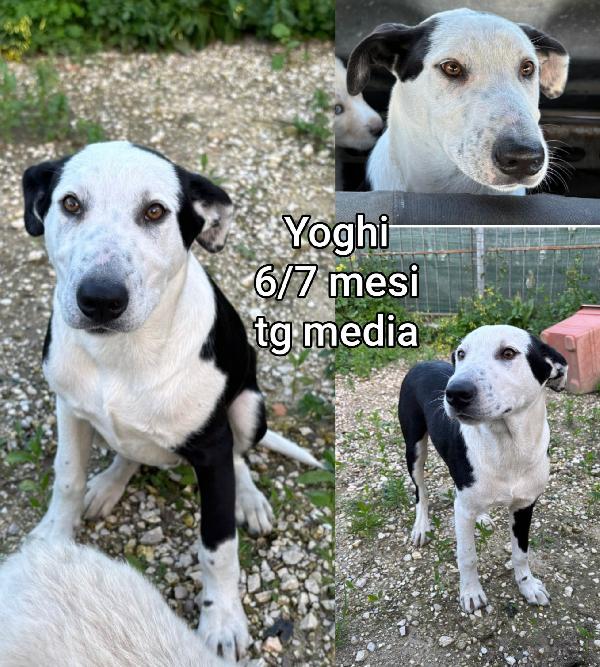 ADOZIONI CUCCIOLI DOLCISSIMI Foto 8