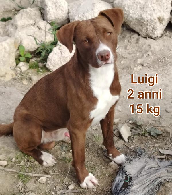 CANI TAGLIA SMALL Foto 3