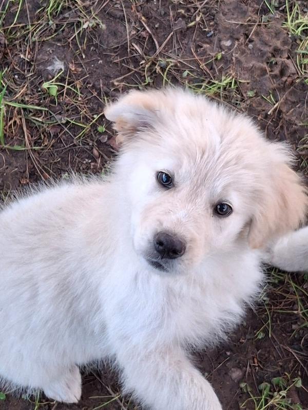 Aura, aspetta la sua mamma  Foto 2