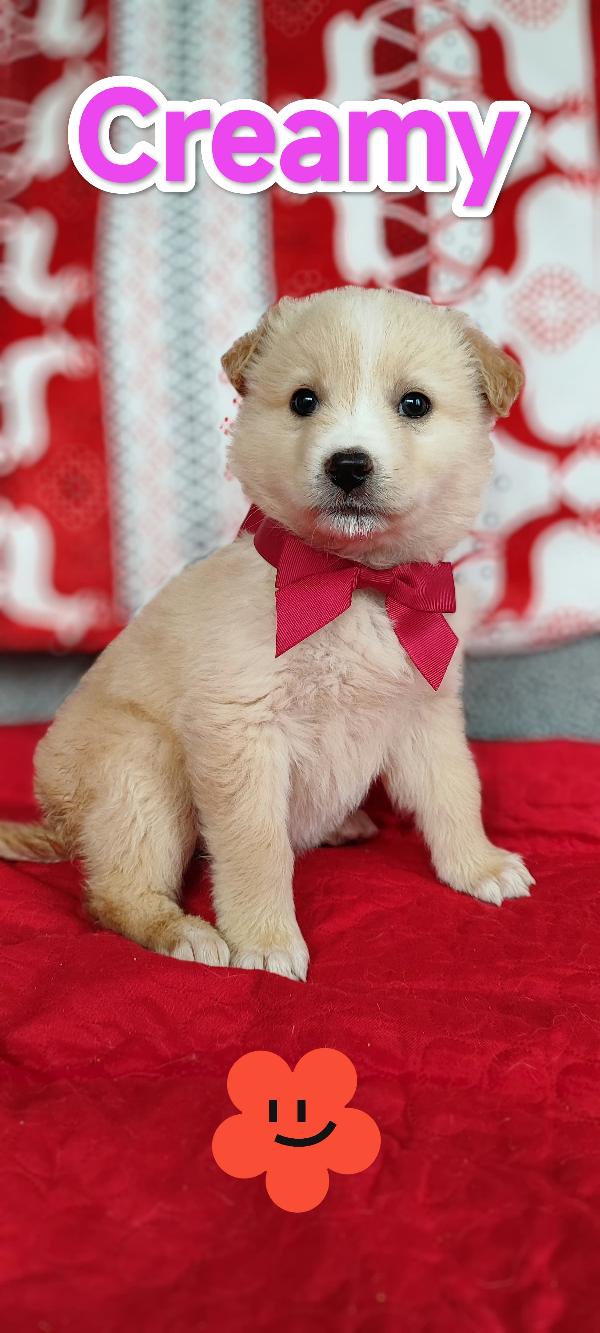 Due Cucciole Nate A Febbraio 2026 Cercano Casa