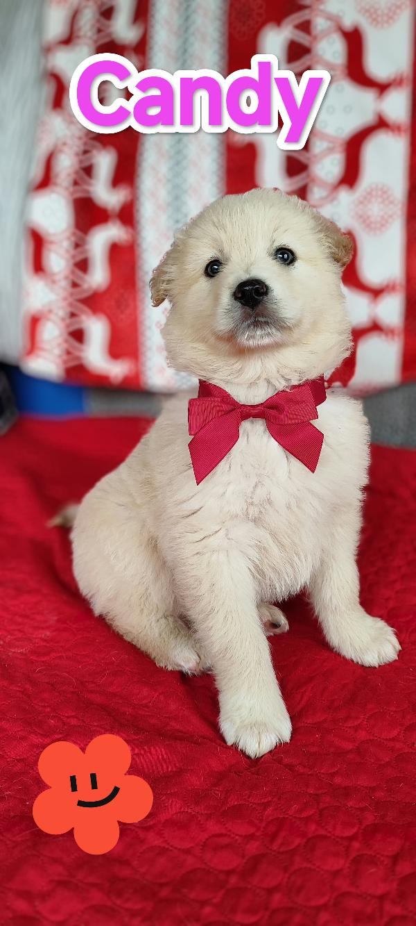 Due cucciole nate a febbraio 2026 cercano casa Foto 2