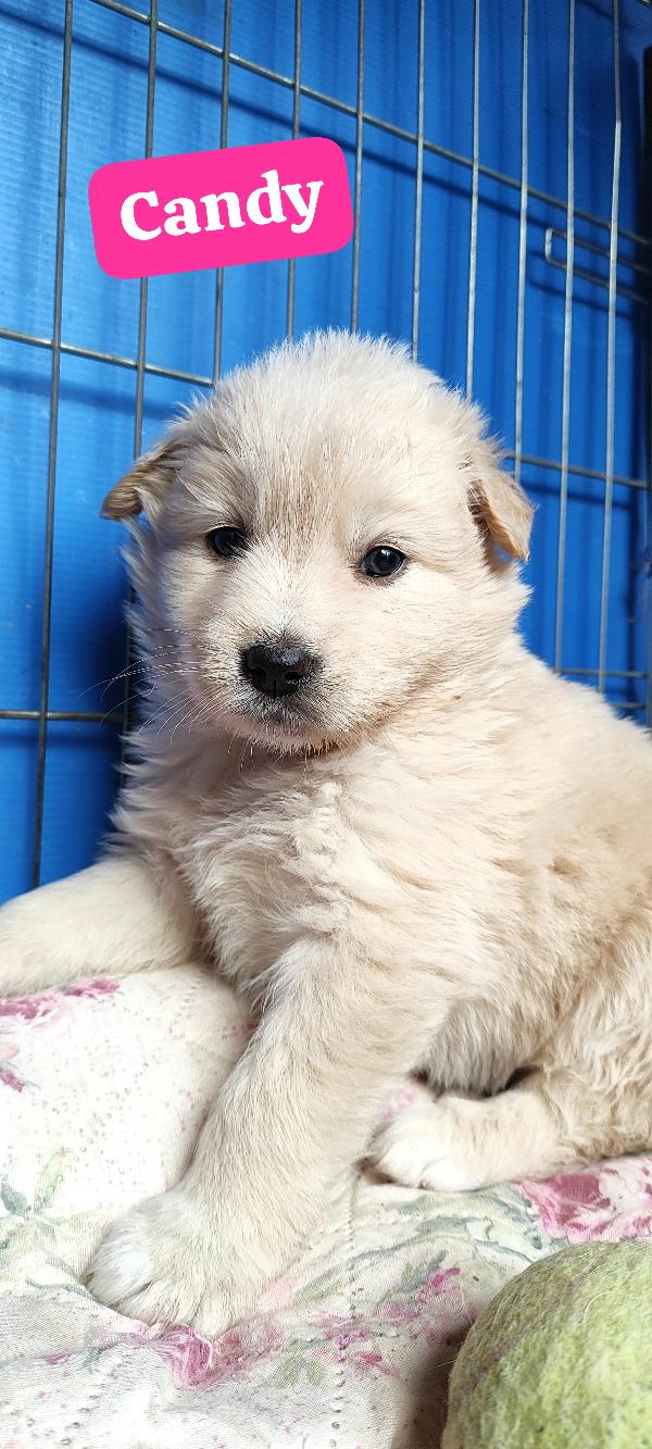 Due cucciole nate a febbraio 2026 cercano casa Foto 3