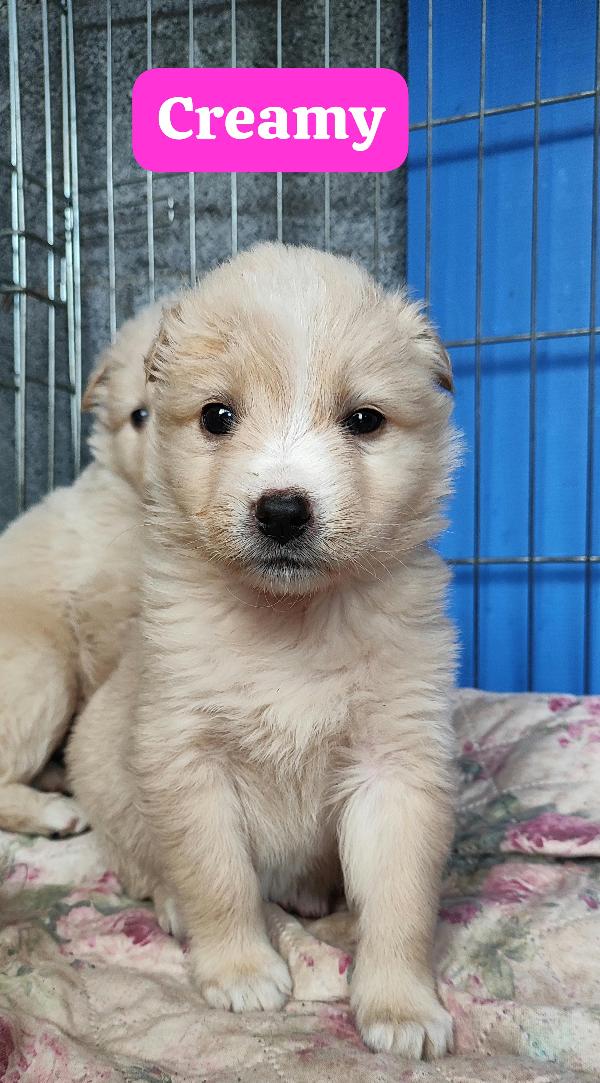 Due cucciole nate a febbraio 2026 cercano casa Foto 4