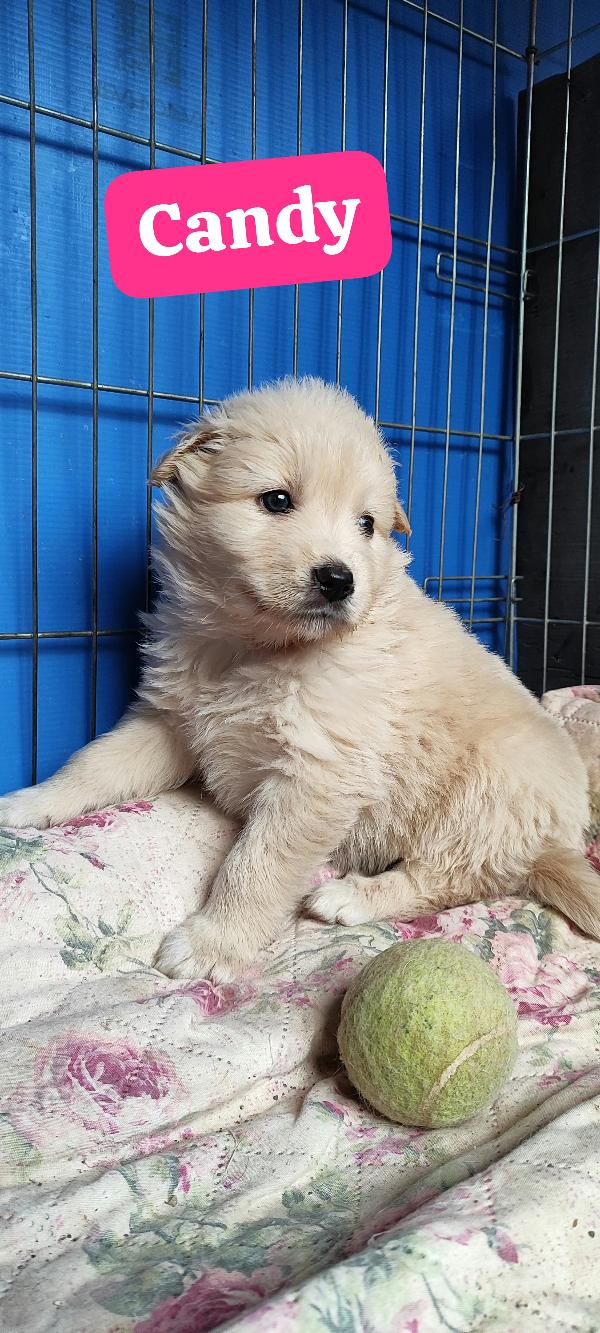 Due cucciole nate a febbraio 2026 cercano casa Foto 5