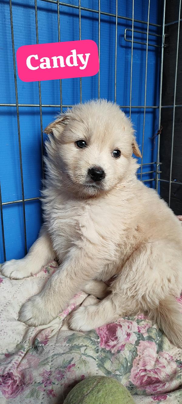 Due cucciole nate a febbraio 2026 cercano casa Foto 6