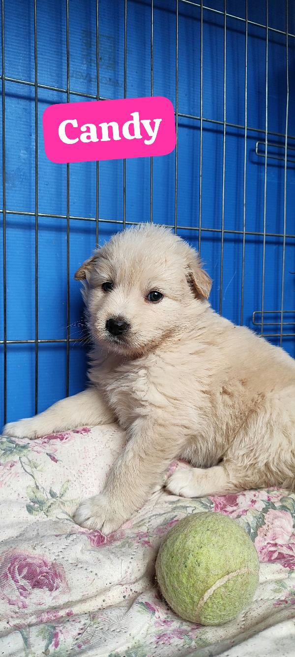 Due cucciole nate a febbraio 2026 cercano casa Foto 7