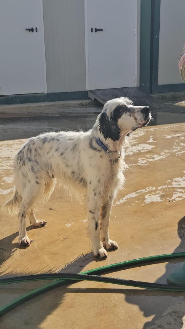 Zeus splendido Setter Inglese cerca famiglia  Foto 2