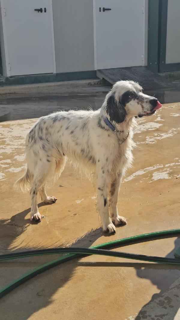 Zeus splendido Setter Inglese cerca famiglia  Foto 3