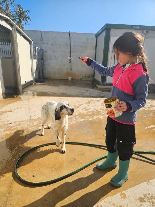 Zeus splendido Setter Inglese cerca famiglia  Foto 4