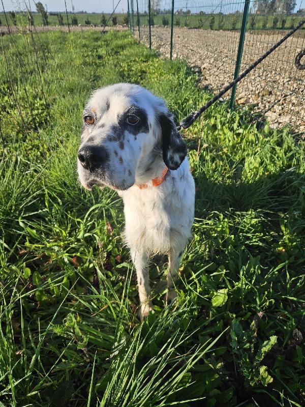 Zeus splendido Setter Inglese cerca famiglia  Foto 5
