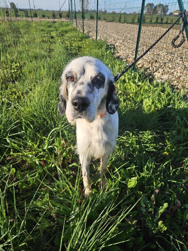 Zeus splendido Setter Inglese cerca famiglia  Foto 7