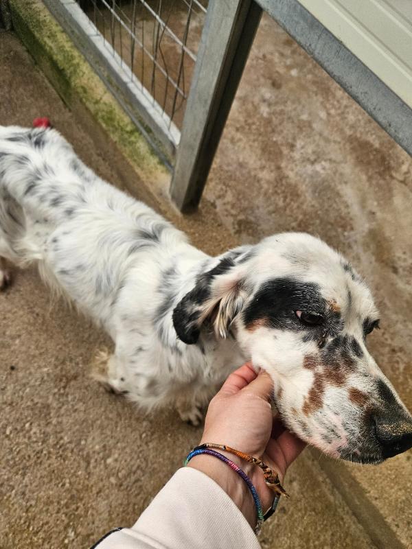 Zeus splendido Setter Inglese cerca famiglia  Foto 8