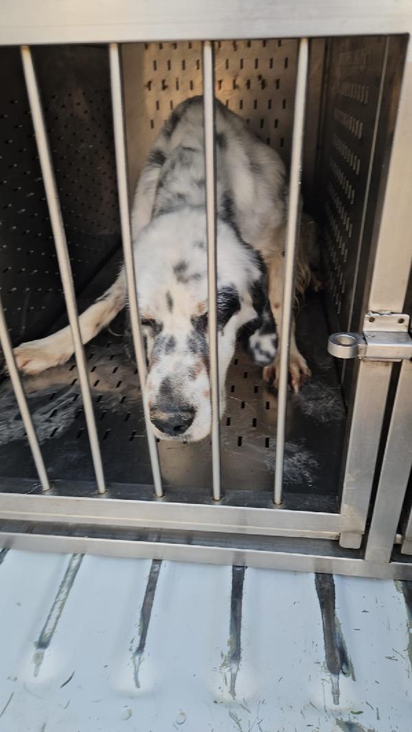 Zeus splendido Setter Inglese cerca famiglia  Foto 9