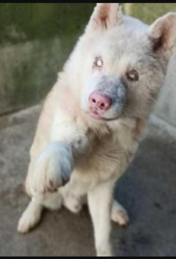 Akitainu Anziano E Cieco Mollato In Canile Bergamo