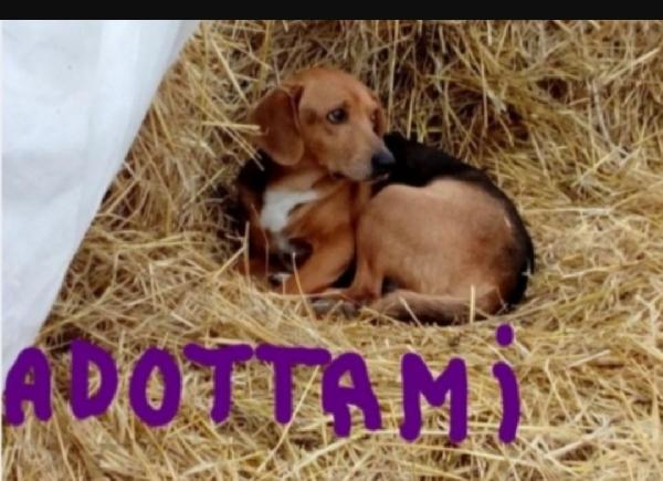 Mix Beagle adulto e sfortunato. MARCHE Foto 3