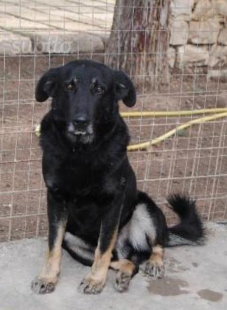 Biscotto 13Anni Nato In Canile!! Bari