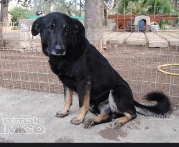 Biscotto 13anni NATO IN CANILE!! BARI Foto 2