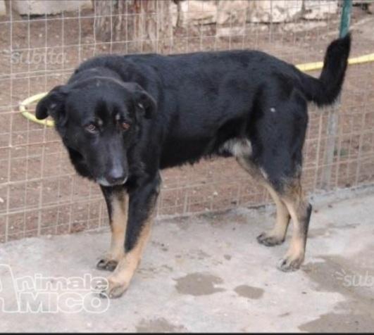 Biscotto 13anni NATO IN CANILE!! BARI Foto 3