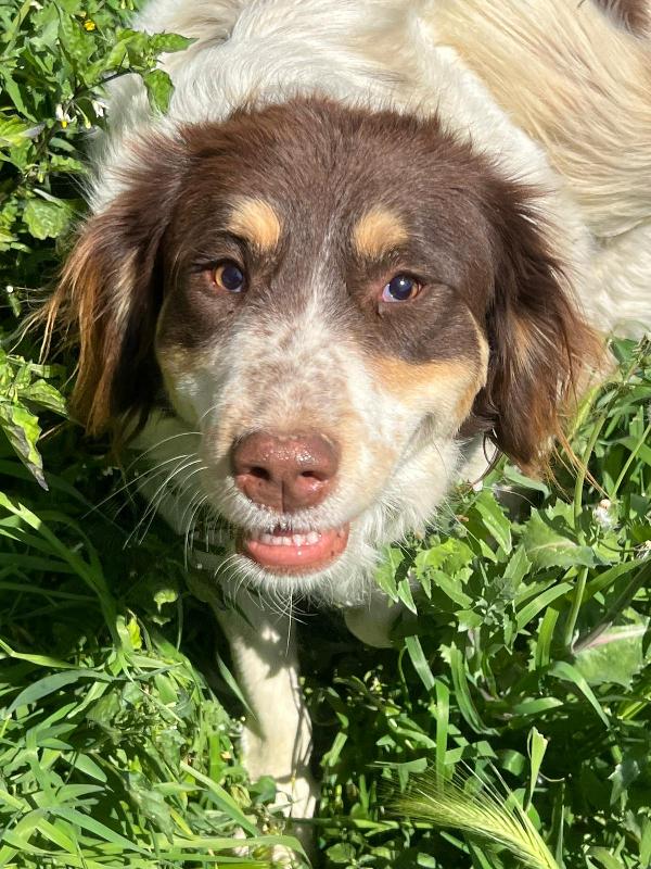 Molly Una Montagna Di Zucchero 