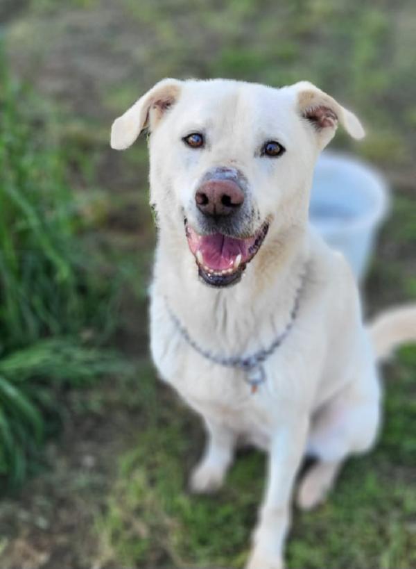 Rino 7/8anni vissuto con la museruola h24!!! CASERTA Foto 2