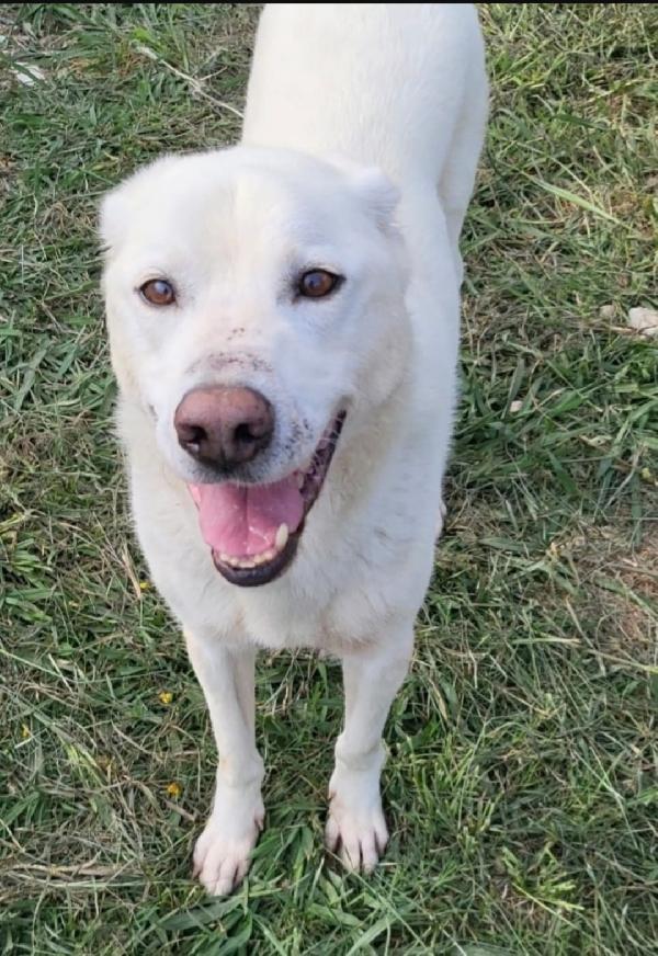 Rino 7/8anni vissuto con la museruola h24!!! CASERTA Foto 3