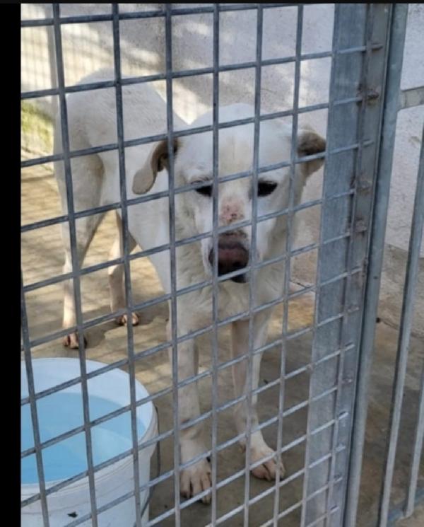 Rino 7/8anni vissuto con la museruola h24!!! CASERTA Foto 4