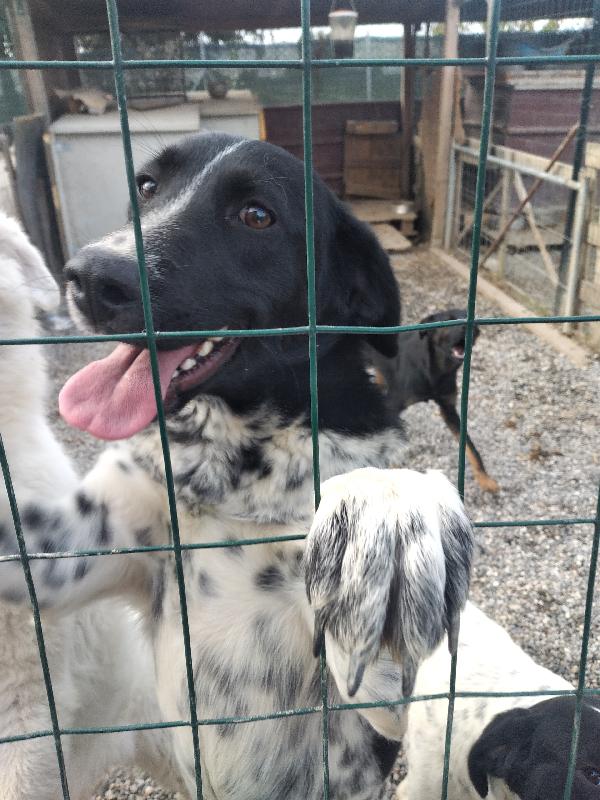 Nora, Meticcia Taglia Media Contenuta, Nata In Marzo 2025