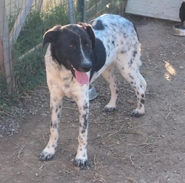 NORA, METICCIA TAGLIA MEDIA CONTENUTA, NATA IN MARZO 2025 Foto 2