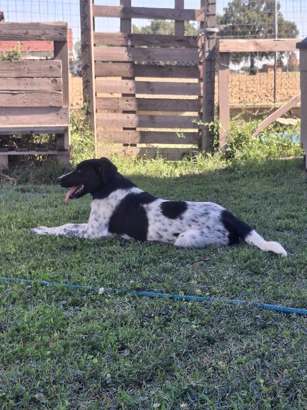 NORA, METICCIA TAGLIA MEDIA CONTENUTA, NATA IN MARZO 2025 Foto 4