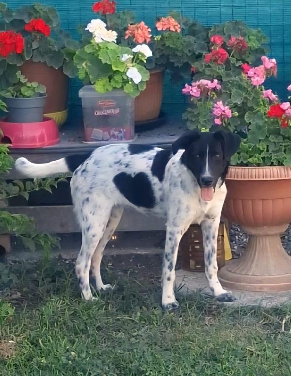 NORA, METICCIA TAGLIA MEDIA CONTENUTA, NATA IN MARZO 2025 Foto 5