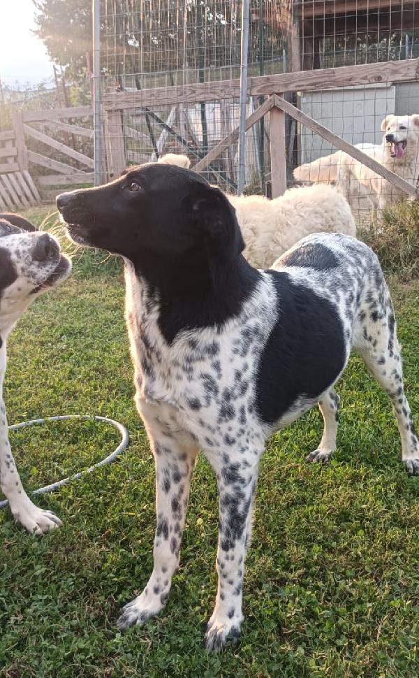 NORA, METICCIA TAGLIA MEDIA CONTENUTA, NATA IN MARZO 2025 Foto 6