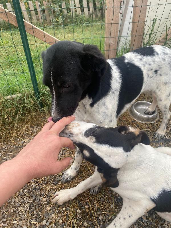 NORA, METICCIA TAGLIA MEDIA CONTENUTA, NATA IN MARZO 2025 Foto 8