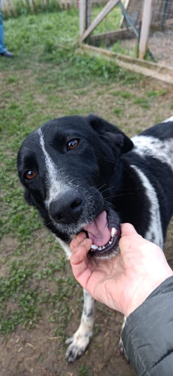 NORA, METICCIA TAGLIA MEDIA CONTENUTA, NATA IN MARZO 2025 Foto 9