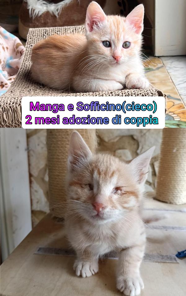 Miciottini Bellissimi 