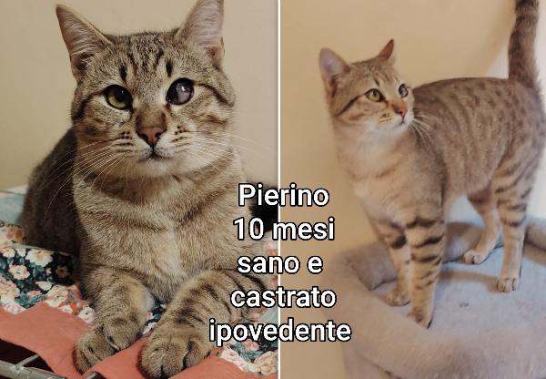 Miciottini bellissimi  Foto 2