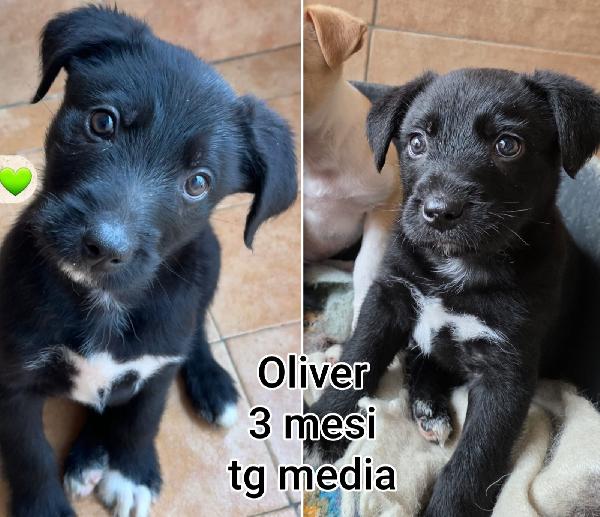 Cucciolotti senza casa Foto 2