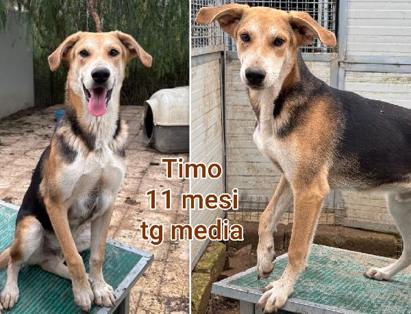 Cucciolotti senza casa Foto 4