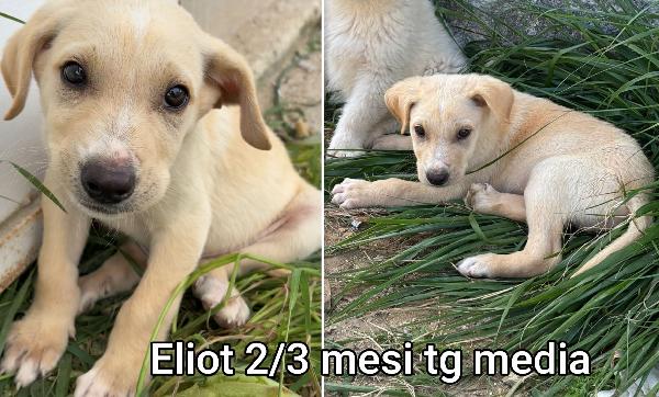 Cucciolotti senza casa Foto 5