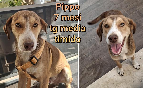 Cucciolotti senza casa Foto 8