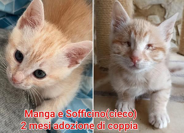 MICINI ESCLUSI E SOLI  Foto 2