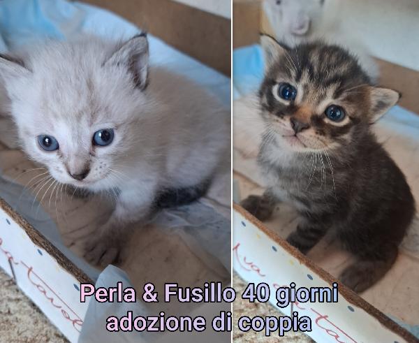 MICINI ESCLUSI E SOLI  Foto 4